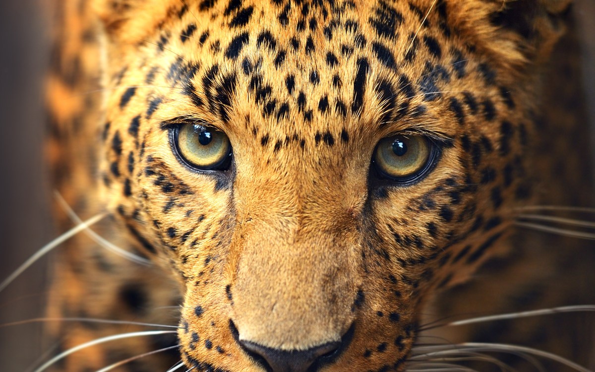 Leopard portrait