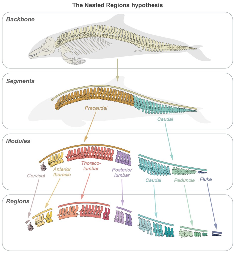 Illustration showing the backbone of cetaceans is divided into precaudal and caudal segments. 