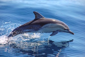 his is a common dolphin off the coast of Australia.