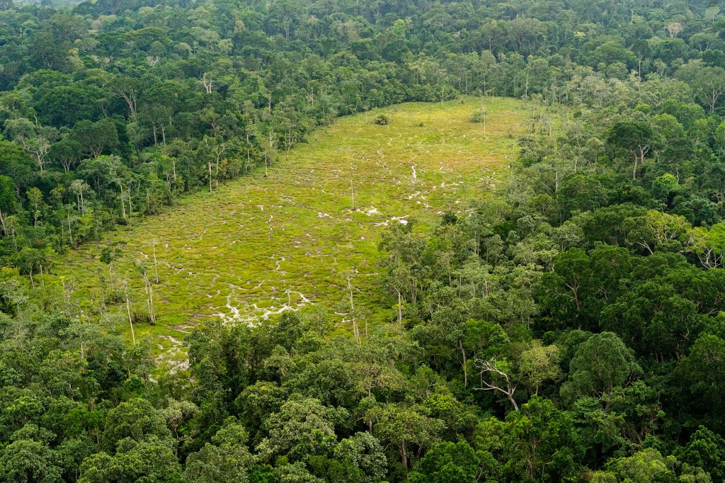 Aerial view of a bai in Odzala-Kokoua National Park, Republic of the Congo.