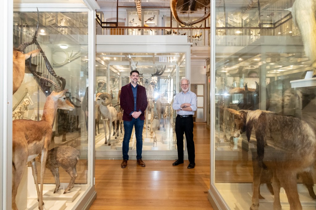 Andrew Yegian and Professor Dan Lieberman in a museum with stuffed animals in glass cases.