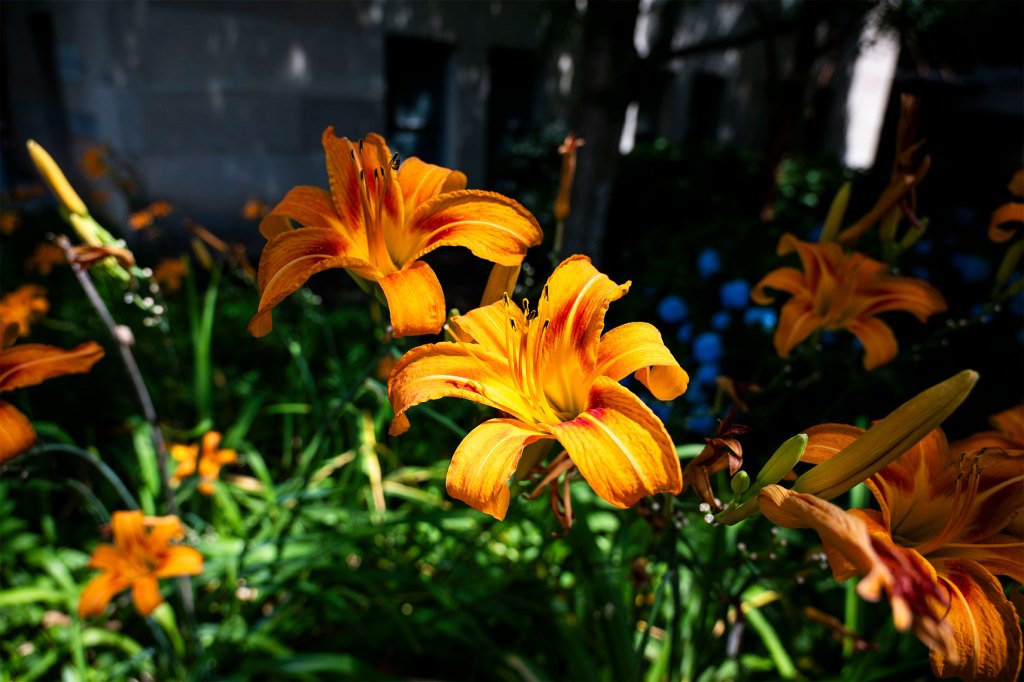 Flowers seen on Harvard Campus.