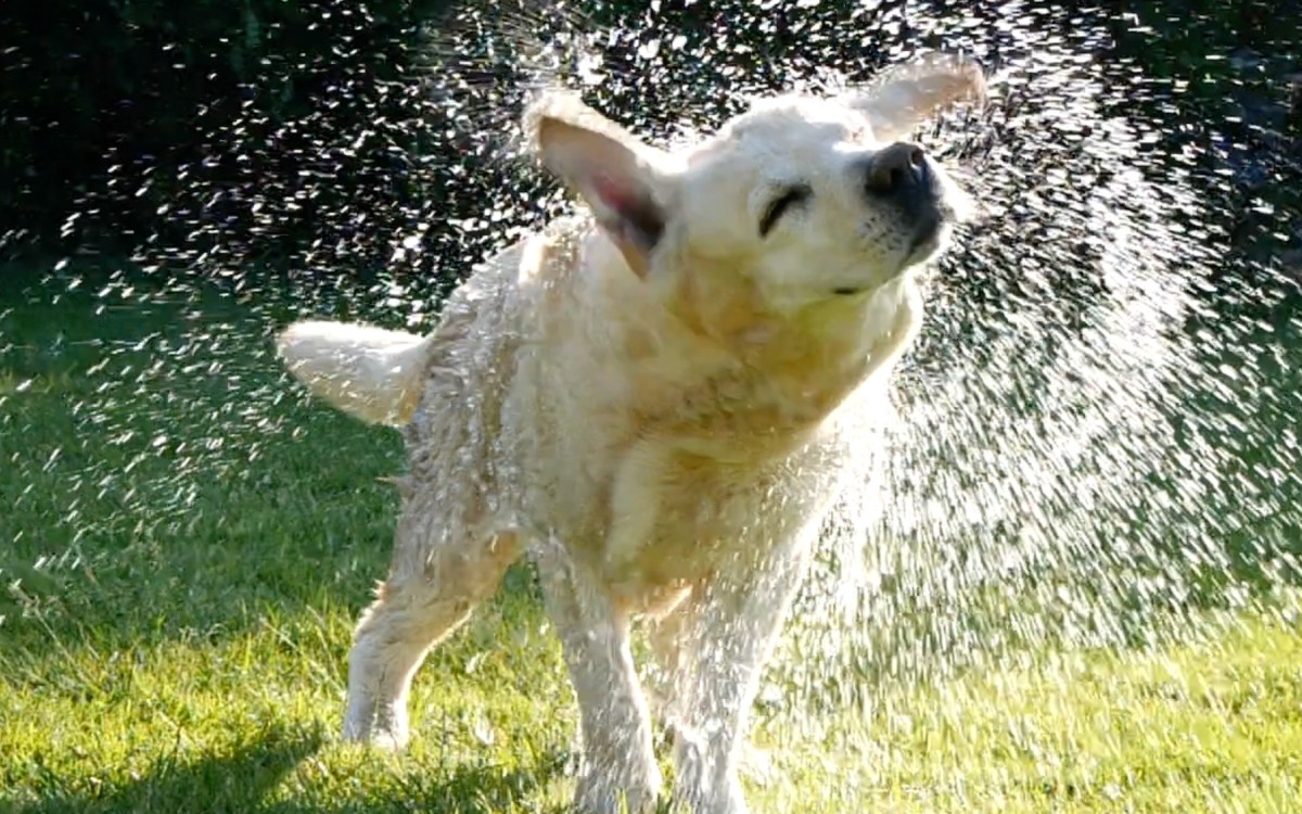 dog shaking water off in a yard