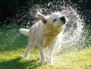 dog shaking water off in a yard