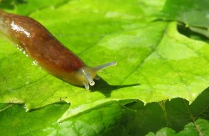 Slug crawling on a leaf.