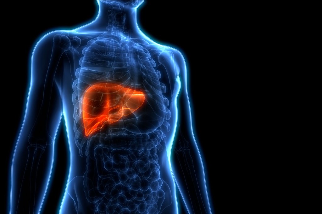 Human liver anatomy.