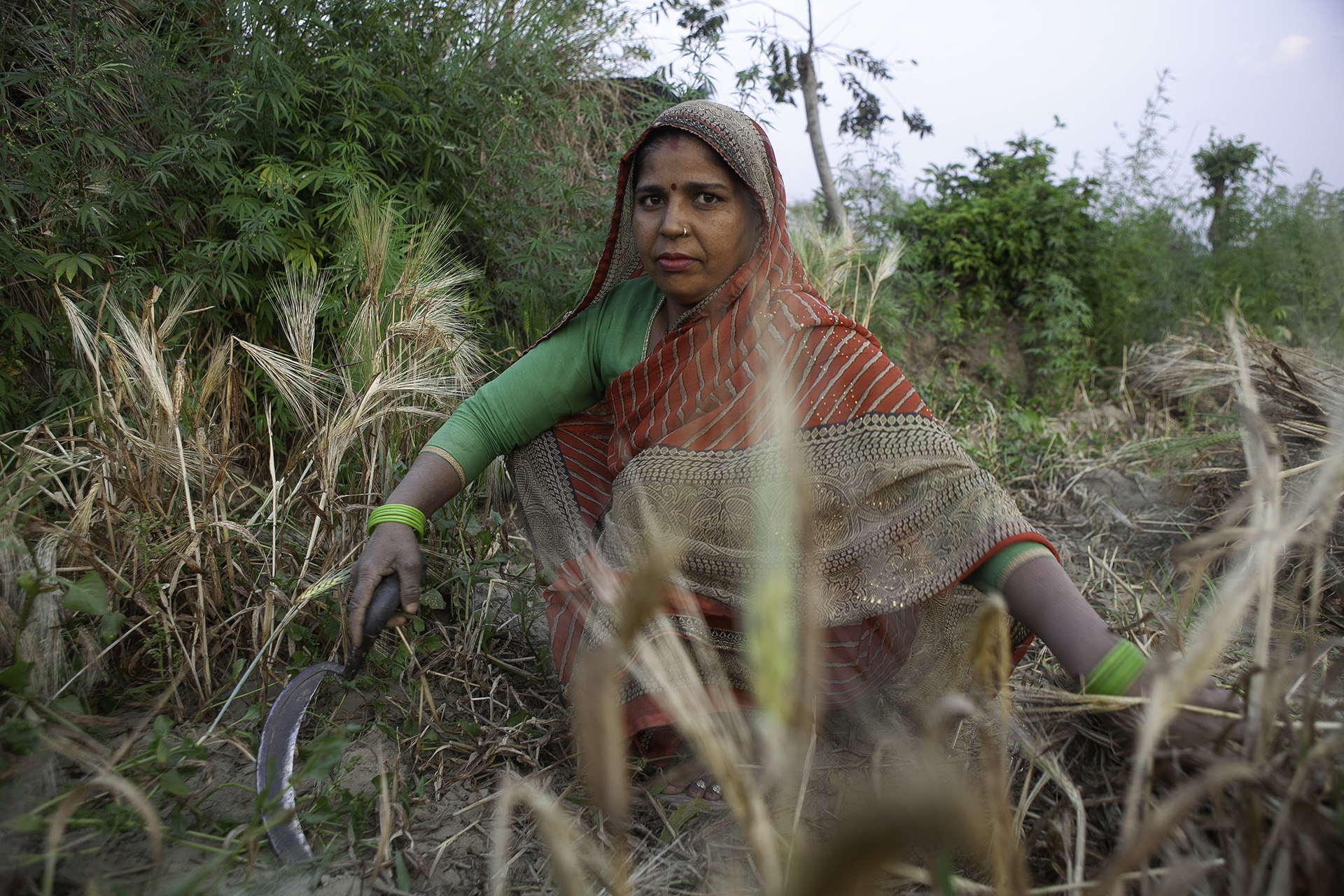 A woman harvests wheat at twilight in India.