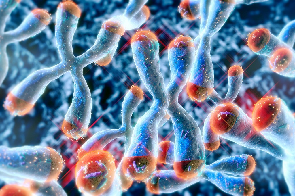 Illustration of telomeres at the ends of a chromosome structure.