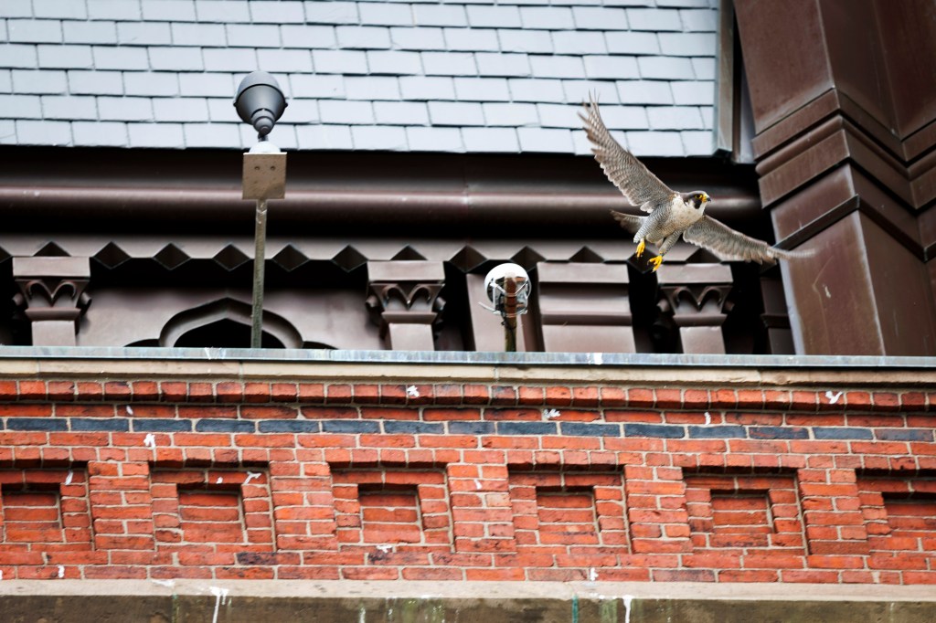 A nest cam has been installed to livestream a pair of peregrine falcons atop the tower of Memorial Hall.