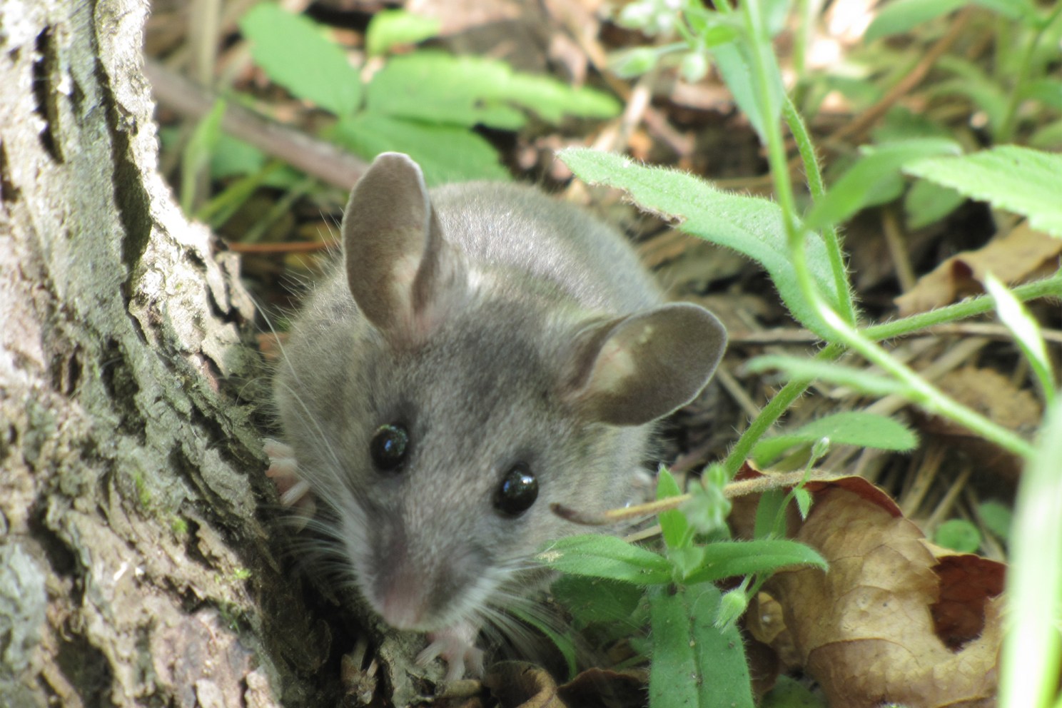 Deer Mouse (Peromyscus maniculatus)
