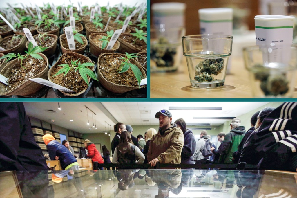 Collage of images from pot dispensaries and farms in Massachusetts.