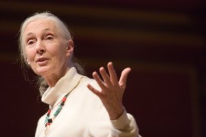 Jane Goodall speaking at Sanders Theatre in 2007.