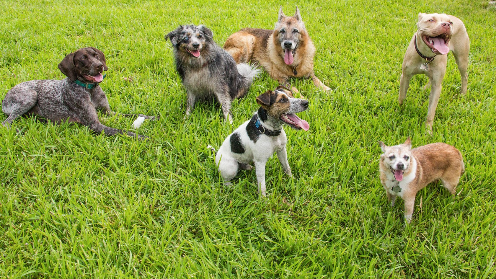 Different kinds of dogs playing in a park.